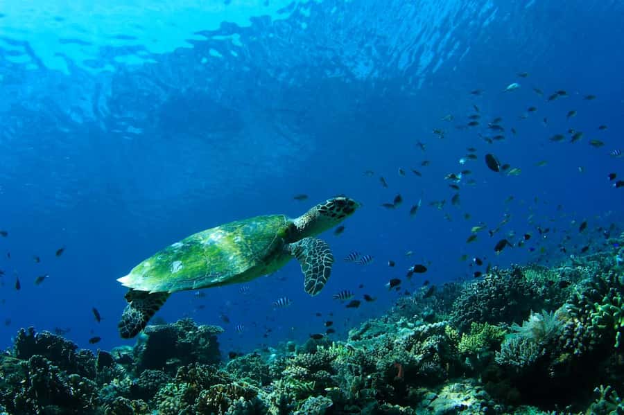 Bali: Padangbai Blue Lagoon Scuba Diving Private Tour - Two underwater spots, one tidy 8-hour day