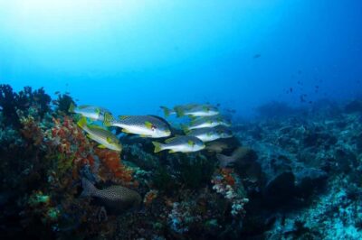 Bali: Padangbai Blue Lagoon Scuba Diving Private Tour - Private means no sharing your schedule
