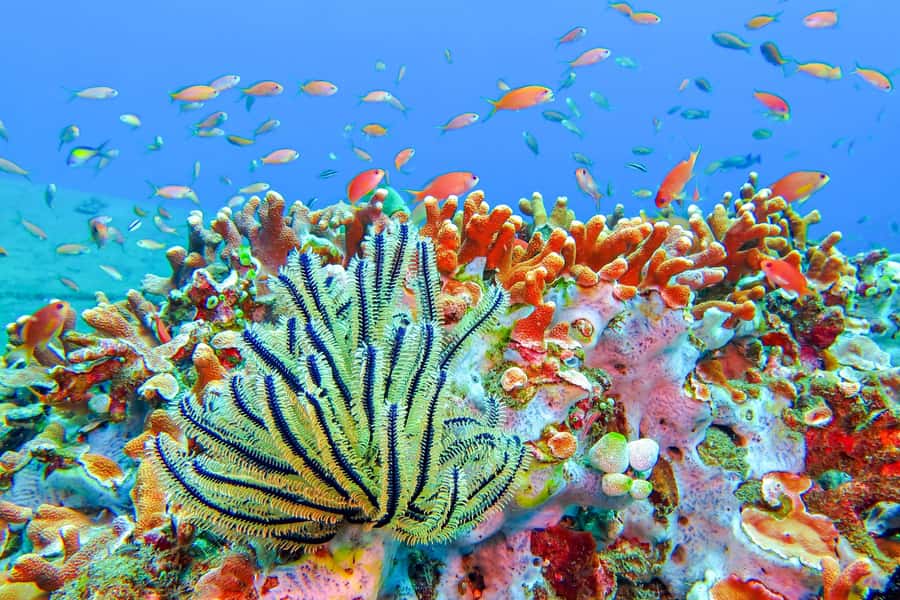 Bali: Padangbai Blue Lagoon Snorkeling Day Trip - Key highlights at a glance