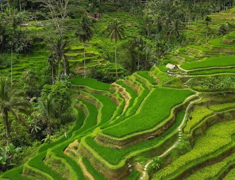 Bali: Penglipuran Village, Rice Terrace & Waterfall Tour - Logistics that actually affect your day