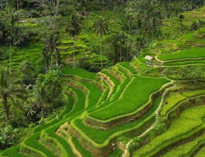 Bali: Penglipuran Village, Rice Terrace & Waterfall Tour - Penglipuran Village: the traditional Balinese layout you’ll notice in minutes