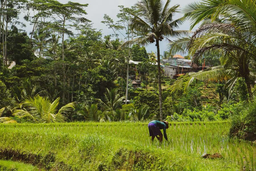 Bali: Penglipuran Village, Tirta Empul & Ubud All Incusive - Time, Heat, and Walking Tips for a 7–9 Hour Day