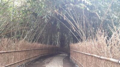 Bali: Penglipuran Village, Waterfall, and Night Market Tour - Hutan Bambu bamboo forest: light, shade, and a calmer kind of photo hunt