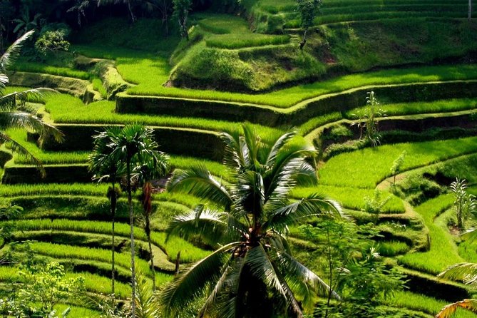 Bali Private Car Charter With English Speaking Driver - How the driver experience shows up in real life