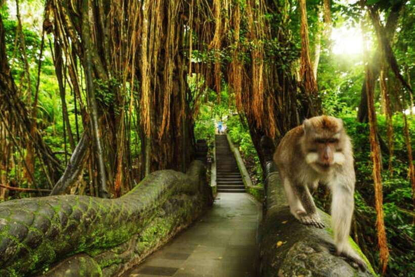 Bali: Private Car Charter with English's speaking driver - Pickup and drop-off: the built-in convenience you’ll feel