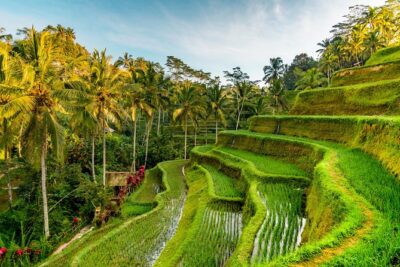 Bali Private Car Hire with Driver - Stop-by-stop: Ubud, temples, waterfalls, terraces, and sea views
