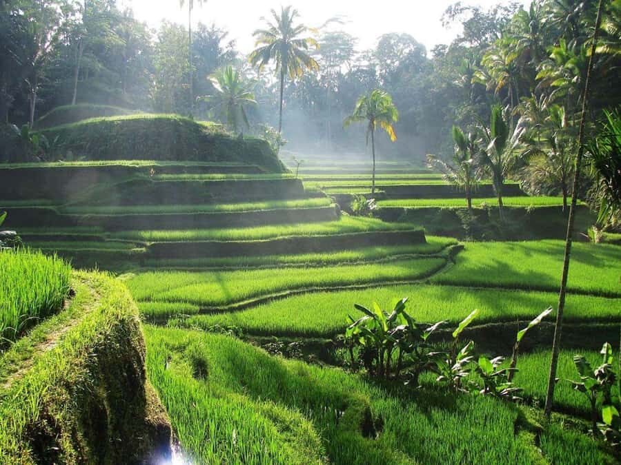 Bali Private Custom Tour – Full-Day Driver Guide (10H) - A Full-Day Private Driver for Ubud, North, or South Bali