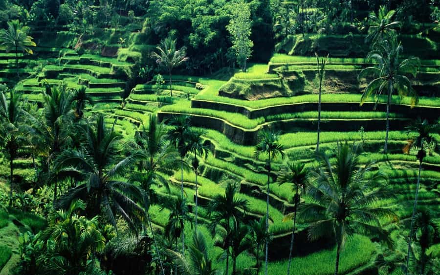 Bali: Private Customize Tour - Key highlights that make this day work