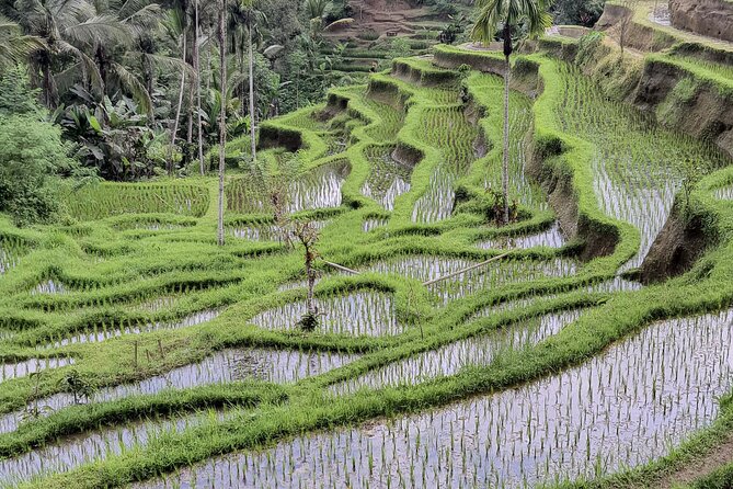 Bali Private Driver and Car for Customize Tours - Price, inclusions, and the ticket reality