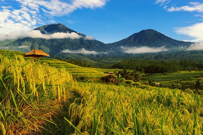 Bali Private Driver - Bali customized private tour - Key things to know before you book