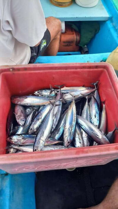 Bali: Private Fishing Trip with Lunch - Pickup, drive time, and meeting your fishing guide