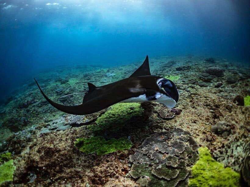 Bali: Private Snorkeling at Manta Point Nusa Penida - The Human Touch: Guides Who Know Where to Stand