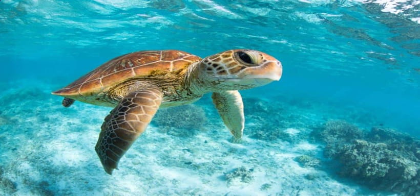 Bali: Private Snorkeling at Manta Point Nusa Penida - Who Should Book This Manta Point Private Snorkeling Tour