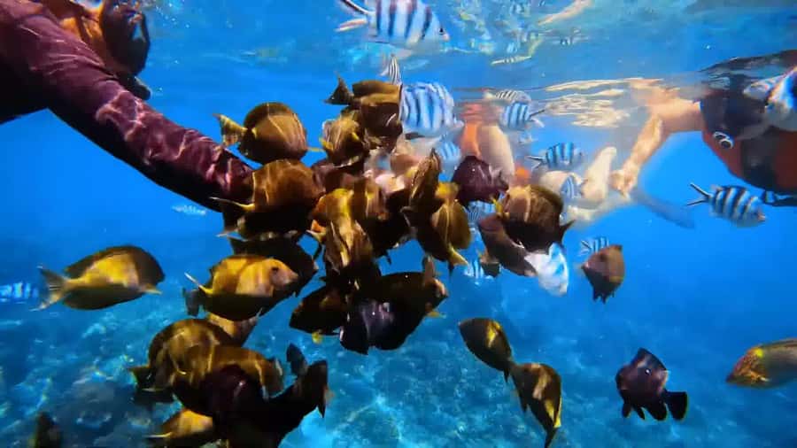 Bali: Private Snorkeling Trip to Blue Lagoon & Tanjung Jepun - The value of pairing Tanjung Jepun and Blue Lagoon