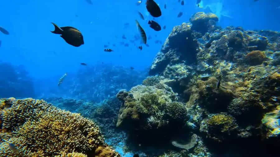 Bali: Private Snorkeling Trip to Blue Lagoon & Tanjung Jepun - Stop 1: Tanjung Jepun for Nemo-type fish and close viewing