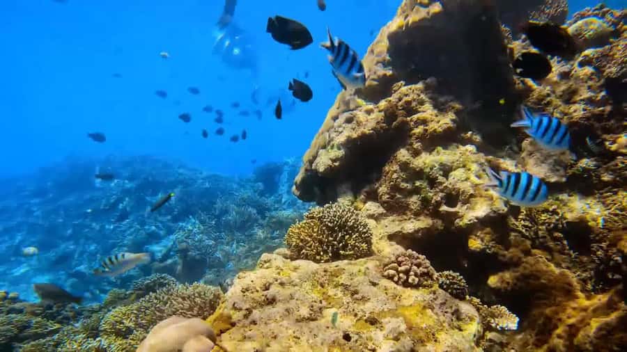 Bali: Private Snorkeling Trip to Blue Lagoon & Tanjung Jepun - Stop 2: Blue Lagoon reef time with turtle chances