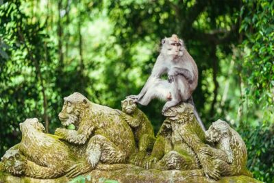 Bali Private Tour - Best of Ubud - All Inclusive - Pickup, Air-Conditioning, and the Stuff You Don’t Want to Worry About