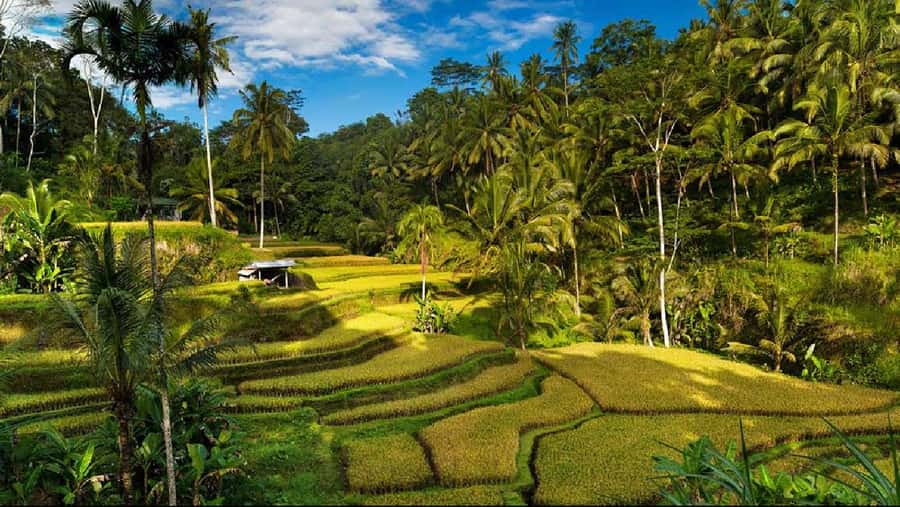 Bali: Private Ubud Highlights Tour with Customized Tour - Key points to know before you go