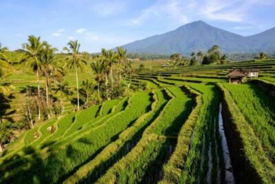 Bali: Private UNESCO World Heritage Sites Tour - How the day starts: pickup, timing, and real-world comfort