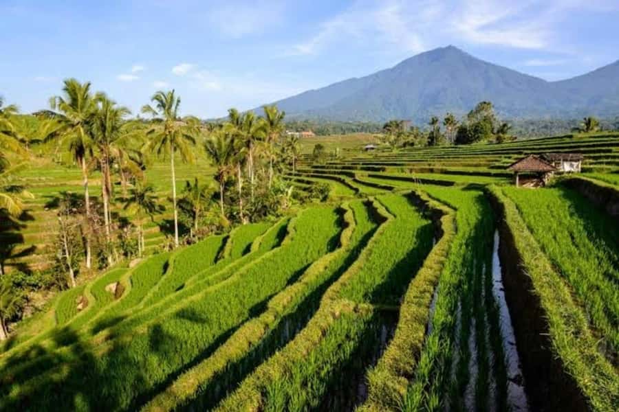 Bali: Private UNESCO World Heritage Sites Tour - How the day starts: pickup, timing, and real-world comfort
