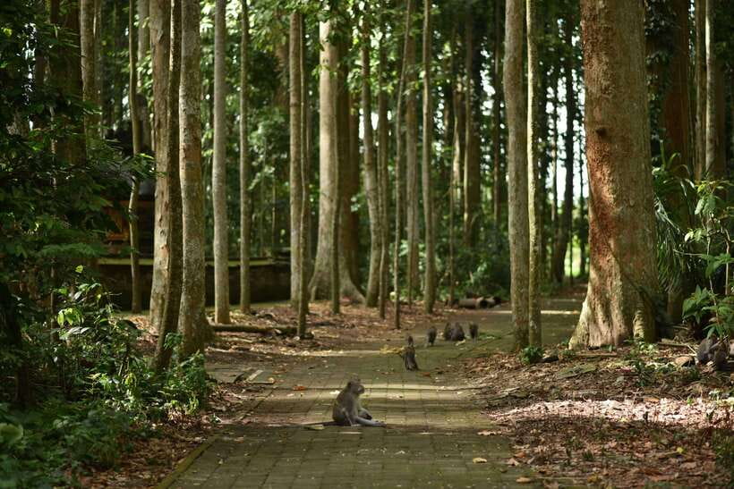 Bali: Purification Ritual at Taman Beji Griya - Price and value: why $79 can make sense for Bali
