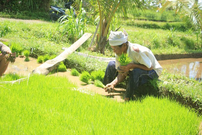 Bali Quad and Buggy Discovery Tour, Including Round-Trip Transfer - The Route: Village, Jungle Tracks, and Rice Fields Between Plantations