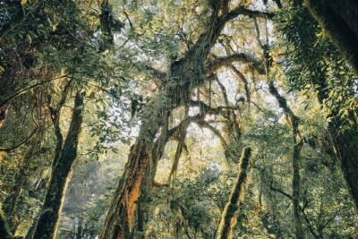 Bali Rainforest Hiking With Canoeing And Waterfall Adventure - Jungle trekking with your guide: what you’re really signing up for