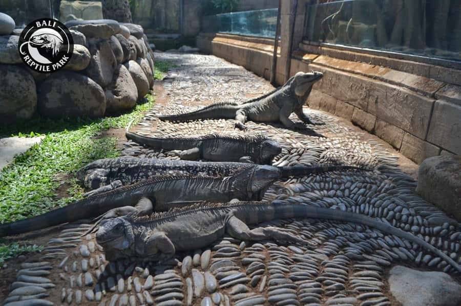 Bali Reptile Park 1-Day Admission Ticket - Key highlights to know before you go