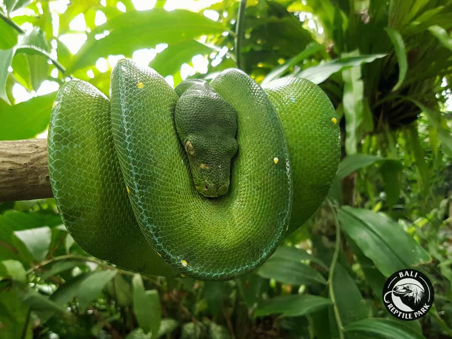 Bali Reptile Park 1-Day Admission Ticket - The lizard and Komodo dragon route: the first wow factor