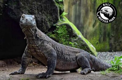 Bali Reptile Park 1-Day Admission Ticket - Getting there from Gianyar: meeting point and practical logistics