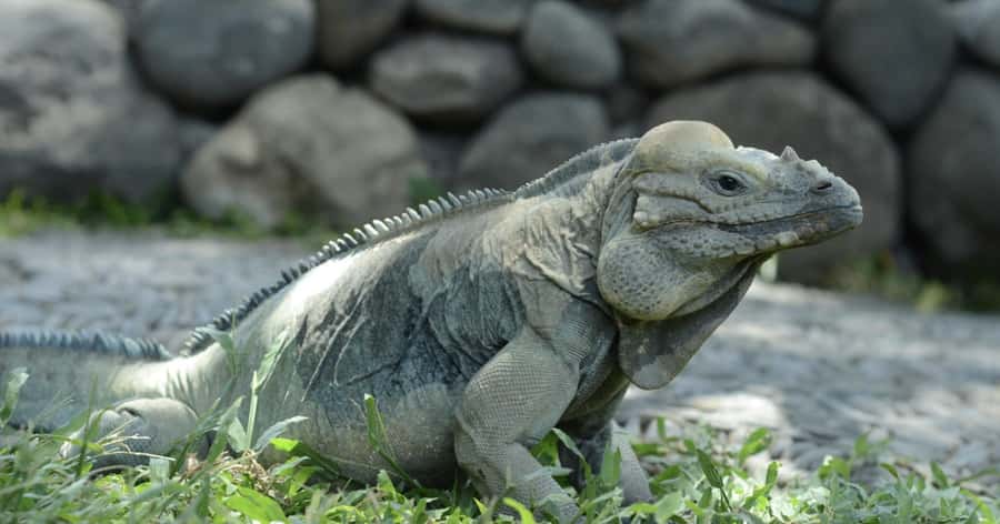 Bali Reptile Park 1-Day Admission Ticket - Snakes in safe, close-up viewing areas: pythons and cobras