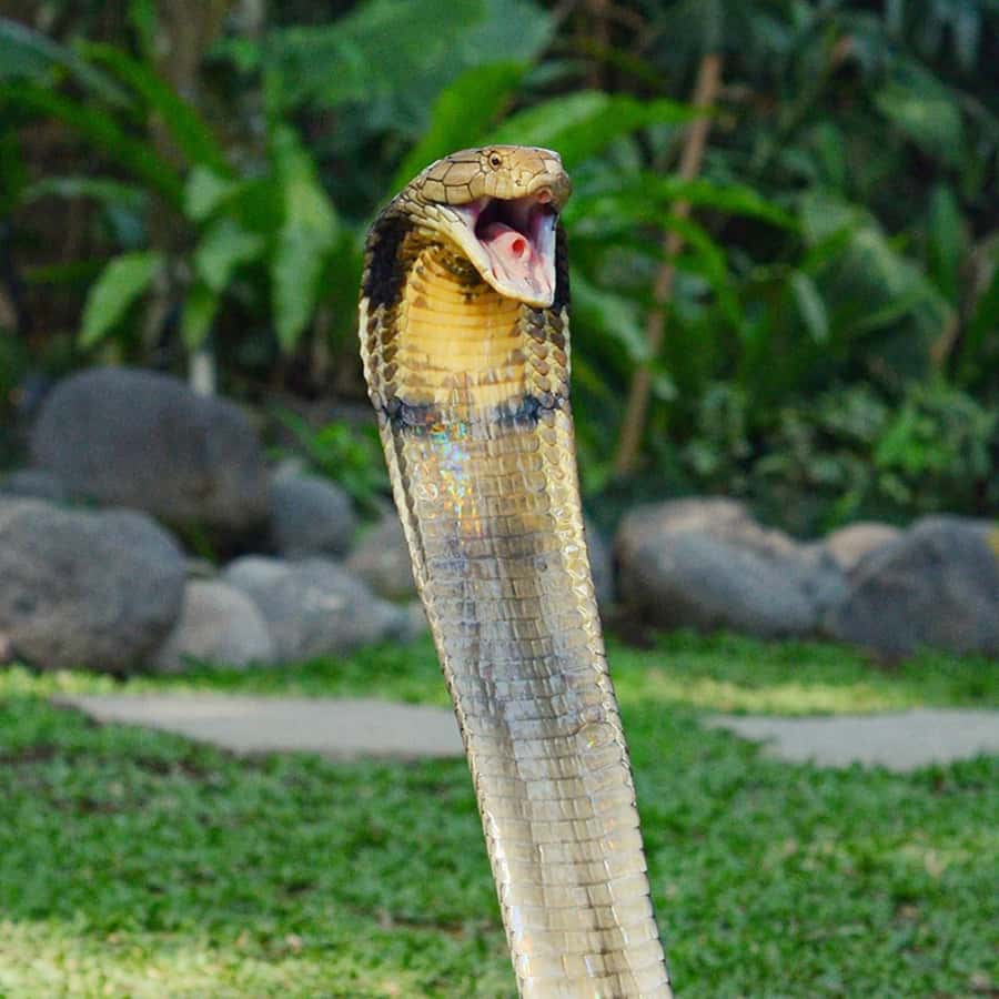 Bali Reptile Park 1-Day Admission Ticket - Feeding sessions and guided tours: turning pictures into understanding