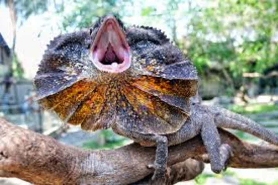 Bali Reptile Park 1-Day Admission Ticket - Reptile handling sessions: safe contact, real supervision, better photos