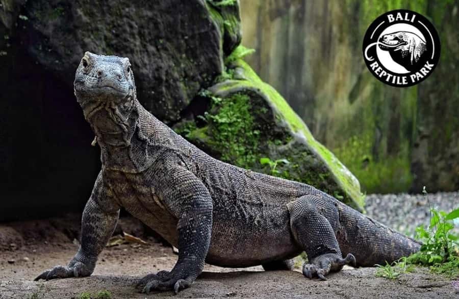 Bali Reptile Park 1-Day Admission Ticket - Getting there from Gianyar: meeting point and practical logistics