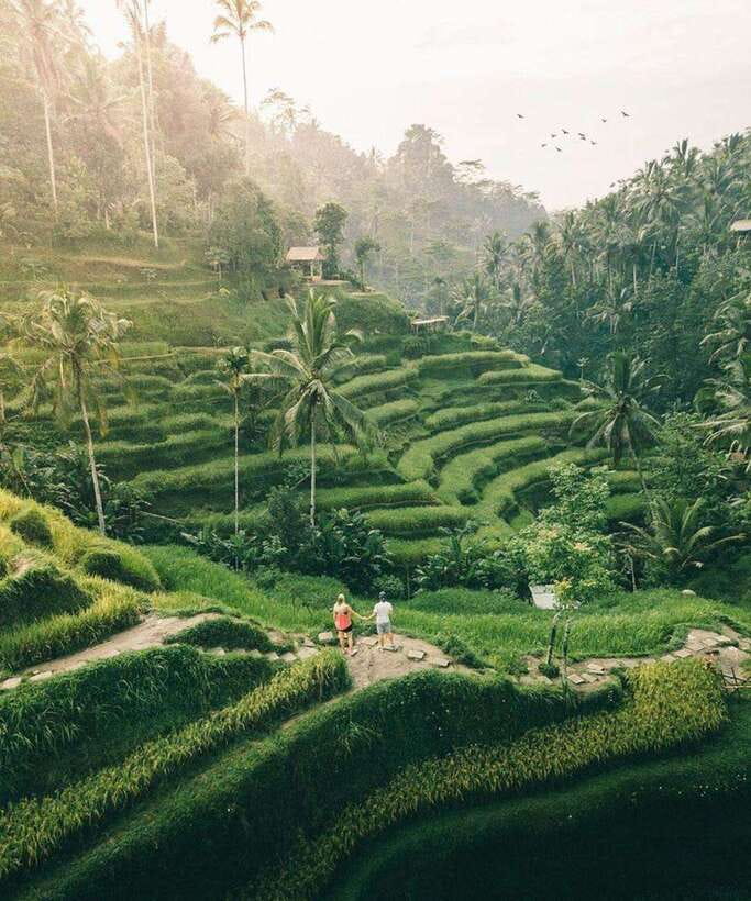 Bali: Rice terrace, Waterfall, and water Temple Day Tour - Key highlights to know before you go