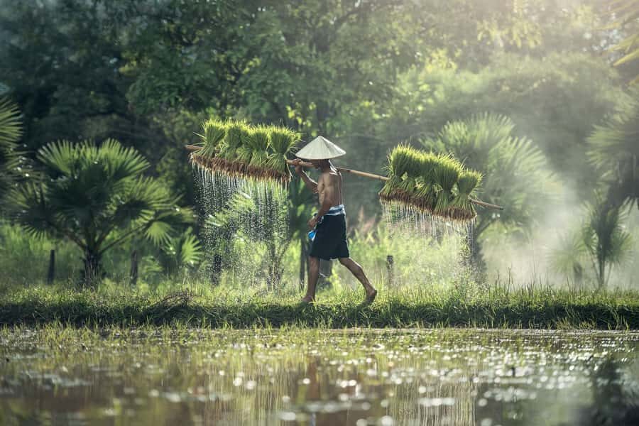 Bali: Rice Terraces Guided Hiking Experience - Subak Irrigation: The System That Shapes Farming and Culture