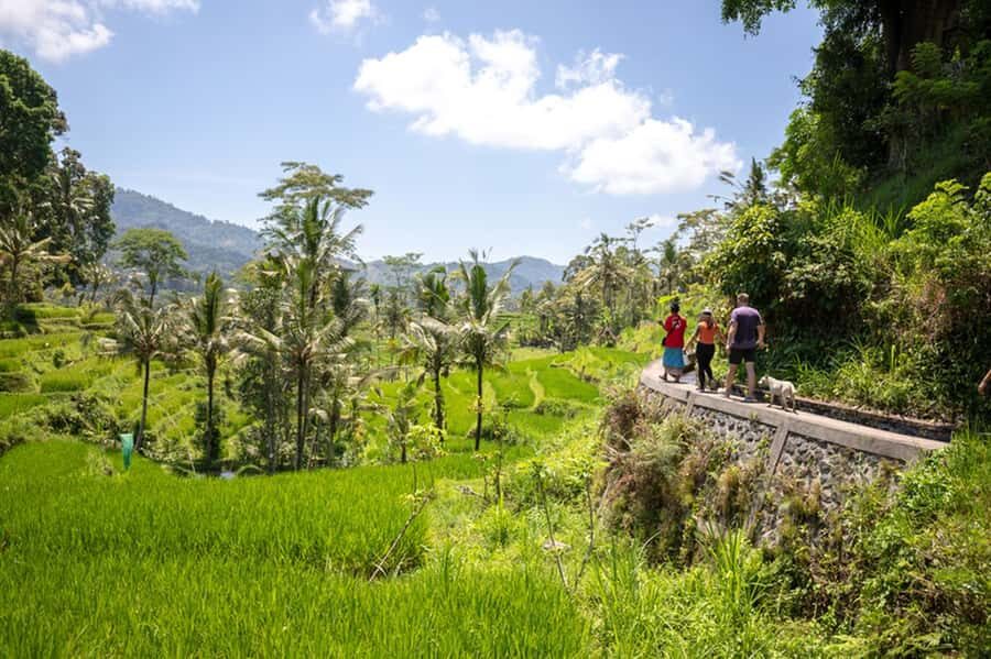 Bali: Rice Terraces Guided Hiking Experience - The 2–3 Kilometer Terrace Walk: Walls and Bamboo Bridges