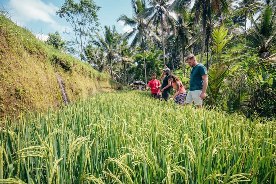 Bali: Rice Terraces Guided Hiking Experience - What Grows Here and Why the Ecosystem Matters