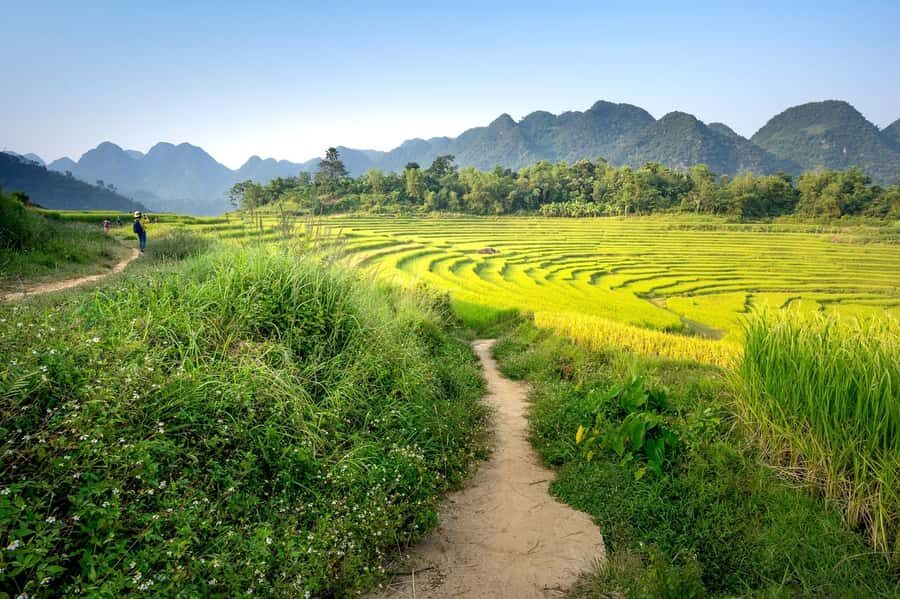 Bali: Rice Terraces Guided Hiking Experience - Coconut Water or Coffee Break: The Quick Reset After the Trek