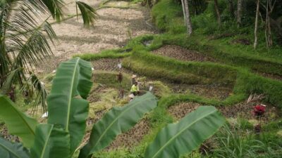 Bali: Sacred Water Temple Ritual and Balinese Healing Spa - Pura Gunung Kawi Sebatu: where the day’s meaning starts