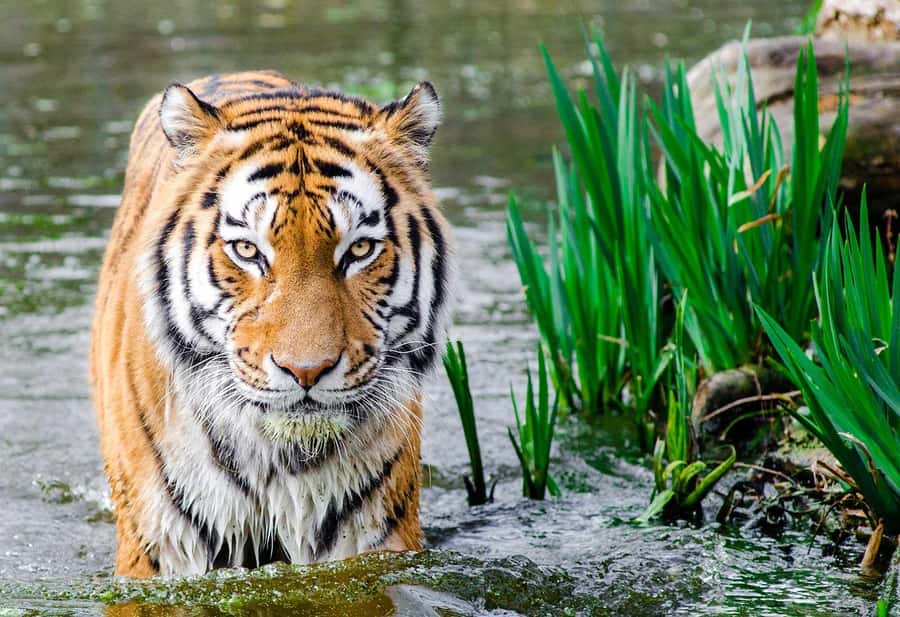 Bali: Safari Zoo and Ubud Palace and Market Day Tour - Key things that make this tour work