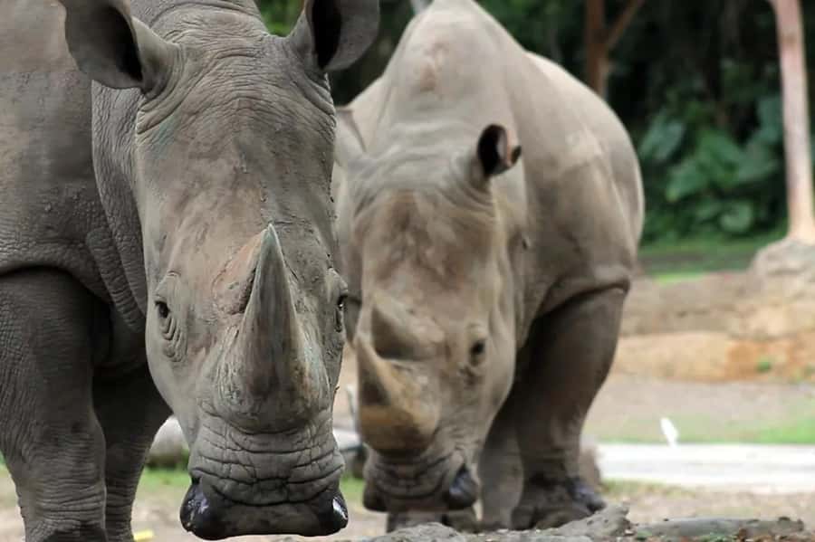 Bali: Safari Zoo and Ubud Palace and Market Day Tour - A 9-Hour Mix of Wildlife and Ubud Royal Traditions