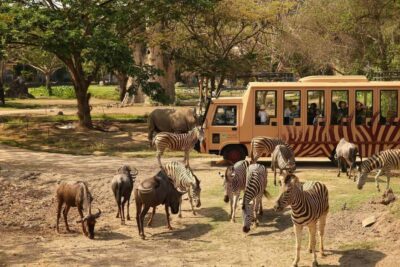 Bali: Safari Zoo and Ubud Palace and Market Day Tour - Getting to Taman Safari Bali: Pickup Options That Reduce Stress