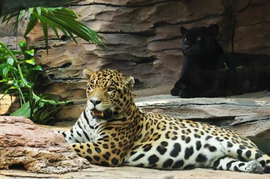 Bali: Safari Zoo and Ubud Palace and Market Day Tour - Marine Park Time: Family-Friendly Shows and a Change of Pace