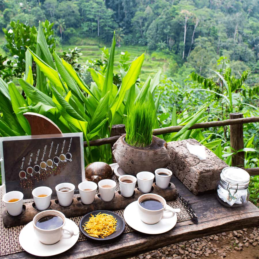 BALI :Sanctuary Monkey forest, rice terrace Water temple - A one-day Ubud plan that mixes wildlife, views, and real quiet
