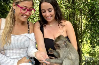 BALI :Sanctuary Monkey forest, rice terrace Water temple - Sacred Monkey Forest in Ubud: 12.5 hectares of plants, paths, and rules