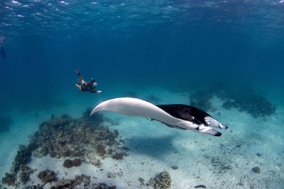 Bali Sanur: Snorkeling day trip to Nusa Penida 3 sites - Practical tips before you go (so the day feels easy)