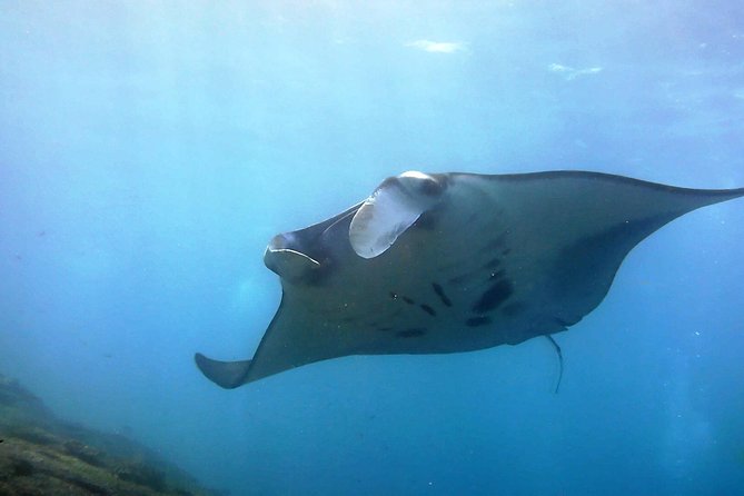 Bali Scuba Diving at Nusa Penida Manta Point For Certified Diver - Key highlights worth knowing