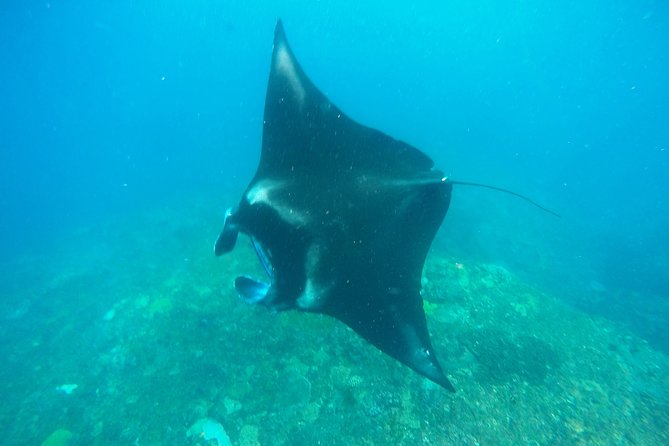 Bali Scuba Diving at Nusa Penida Manta Point For Certified Diver - The early start that makes Nusa Penida more fun