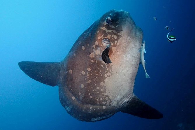 Bali Scuba Diving at Nusa Penida Manta Point For Certified Diver - Your day on the speedboat: 3 underwater sessions and smart flexibility